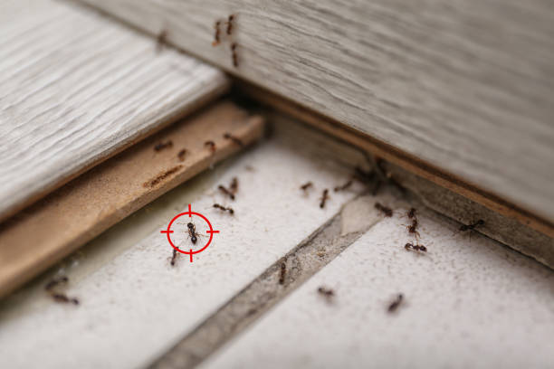 Pest Control Cost in Zebulon, NC
