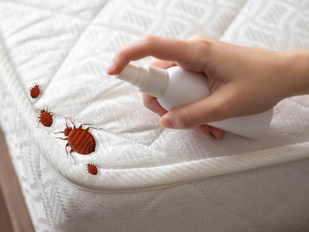 Best Pest Control Near Me  in Zebulon, NC