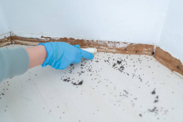 Best Pest Control Near Me in Zebulon, NC